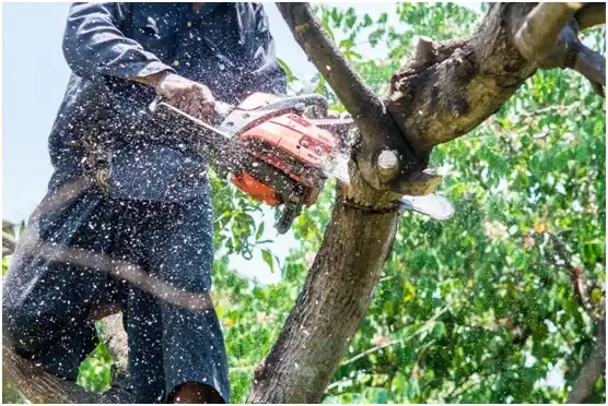tree services Chilton